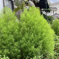 コキア,センニチコウ,ヒマワリ,ヒャクニチソウ,夏の花の画像