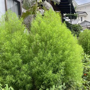 コキア,センニチコウ,ヒマワリ,ヒャクニチソウ,夏の花の画像