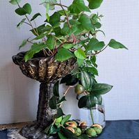 オシロイバナ,シコンノボタン,椿の実,椿の実,挿し芽からAの画像