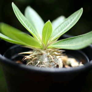 パキポディウム エニグマチカム,多肉植物,塊根植物,パキポディウム属,キョウチクトウ科の画像