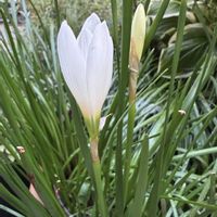 ゼフィランサス,つぼみ,白い花,花のある暮らしの画像