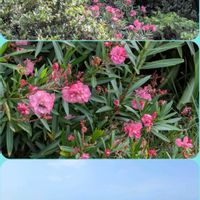 ニチニチソウ,キョウチクトウ,ハマゴウ,ニチニチソウ 夏花火,今日のお花の画像
