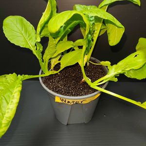 小松菜,小松菜,実生,自家製野菜,湘南台の画像
