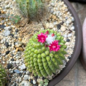 サボテン,多肉植物,観葉植物,塊根植物,コーデックスの画像
