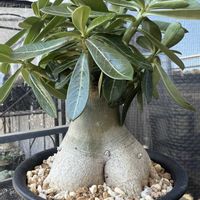 アデニウム,キョウチクトウ,アデニウム オベスム,多肉植物,塊根植物の画像