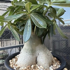 アデニウム,キョウチクトウ,アデニウム オベスム,多肉植物,塊根植物の画像
