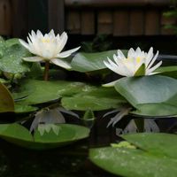 スイレン,睡蓮,温帯スイレン,温帯睡蓮　アルバ,ビオトープの画像