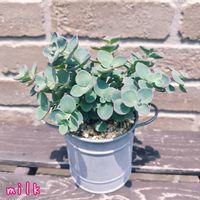 ミセバヤ,多肉植物の画像