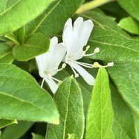 サツキ,スイカズラ(忍冬),セセリチョウ,季節を楽しむ,昆虫シリーズの画像