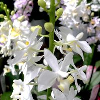 アンスリウム,コチョウラン,アグラオネマ,花夢里にいつの画像