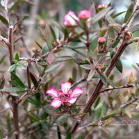 ギョリュウバイ,花のある暮らし,大好きな花,富山支部,ラブリー♡加速中の画像