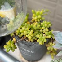 星美人,カペンシス,多肉植物いろいろ,可愛い,お気に入り♡の画像