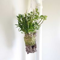 デンドロビウム,デンドロビウム　エンジェルベイビーグリーン愛,観葉植物,グリーンインテリア,成長記録の画像
