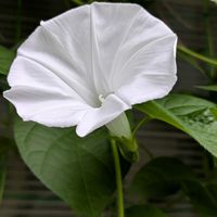 アサガオ,団十郎,グリーンカーテンの画像