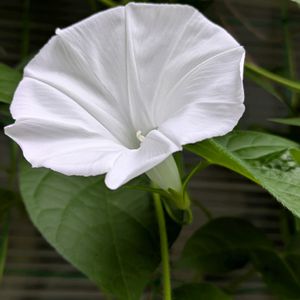 アサガオ,団十郎,グリーンカーテンの画像