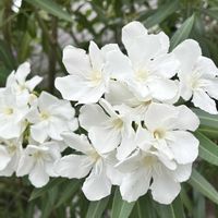 アブチロン,キョウチクトウ,キョウチクトウ,クサキョウチクトウ,今日のお花の画像