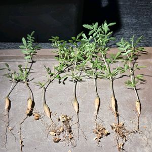 ボスウェリア リヴァエ,塊根植物,実生,種子から育てる,南アフリカ原産の画像
