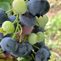 ブルーベリー,木の実,癒し,美味しい,家庭菜園の画像