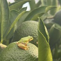 カラー,ルメックス,柚子の木,ミョウガ,清見オレンジの画像