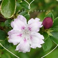 ハクチョウゲ ピンクミスティック,プランター植え,小さな庭から,ガーデニング初心者,今の庭の画像