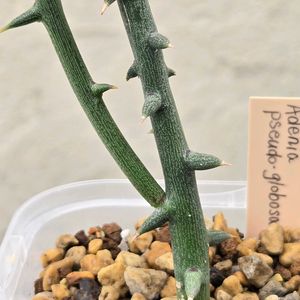 アデニア プセウド グロボーサ,塊根植物,南アフリカ原産,アデニア属,灌木系コーデックスの画像