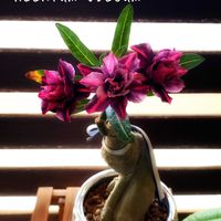 アデニウム オベスム,観葉植物,開花,観察日記,八重咲きの画像