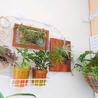 ポトス,アイビー,ピレア,ヒメモンステラ,トラディスカンティアの画像