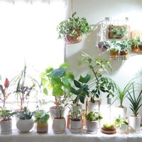 観葉植物いろいろ,観葉植物,鉢植え,成長記録,お気に入り♡の画像