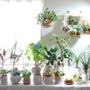 観葉植物いろいろ,観葉植物,鉢植え,成長記録,お気に入り♡の画像