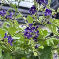 ホテイアオイ,ホテイアオイの花,デュランタ 宝塚,デュランタ 宝塚,プリンの画像