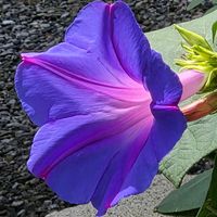 ノアサガオの画像
