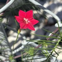 ルコウソウ,星咲きルコウソウ,赤い花,ニョキニョキ,我が家のお花の画像