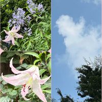 アガパンサス,アガパンサス,アガパンサス,ユリ,ユリの画像