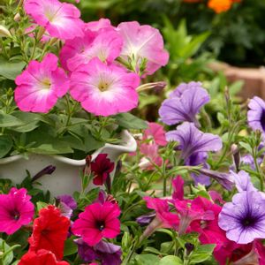 ペチュニア,八重咲きペチュニア,よく咲くペチュニア バカラiQ,地植え,花壇の画像