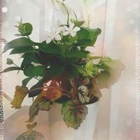 スパティフィラム,レックスベコニア,へデラ,セイロン ライティア,観葉植物の画像
