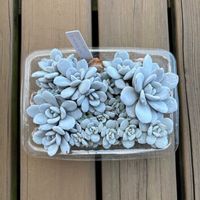 エケベリア,エケベリア ラウイ,多肉植物,鉢植え,葉挿しの画像