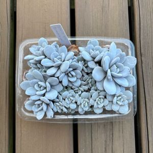 エケベリア,エケベリア ラウイ,多肉植物,鉢植え,葉挿しの画像