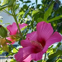 宿根草,タイタンビカス,花壇,花のある暮らし,植物観察の画像
