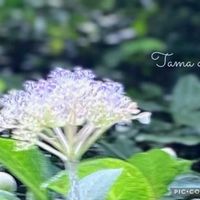 タマアジサイ,癒しのお花,愛の花♡,ありがとうの花❣️の画像