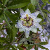 トケイソウ,きれい,花咲いた,小さな庭の画像