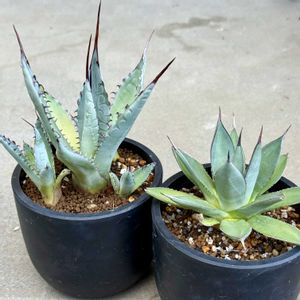 アガベ 屈原の舞扇,ビカクシダ・スパーバム,アガベ・ブルーエンバー,多肉植物,観葉植物の画像