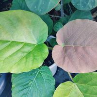 ウンベラータ,観葉植物,葉っぱ好き,みどりのある暮らし,みどりに癒されるの画像