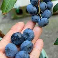 ブルーベリー,ブルーベリー エリザベス,ノーザンハイブッシュ系の画像