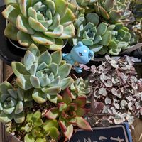 ピンクフリル,アマビレ,エケべリア ピンククリスタルローズ,多肉寄せ植え,ムッチリぷくぷくの日の画像