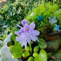 スイレン,ホテイアオイ,ガーデニング,花のある暮らし,大輪朝顔の画像