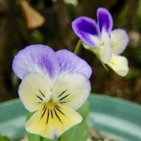 ビオラ,ガーデニング,花のある暮らし,こぼれダネ,小さな庭の画像