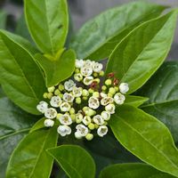 ビバーナム ティヌス,ビマーナムティヌス,ビマーナムティヌスの蕾,挿し木,白い花の画像