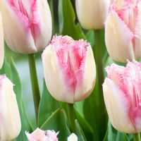 チューリップ,園芸,サカタのタネ,園芸初心者,ベランダの画像