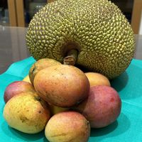 マンゴー,パラミツの果実,実家の庭,沖縄に実る果実の画像