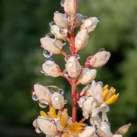 ナンテン,花のある暮らし,植物好き,自然の不思議,小さい庭の画像